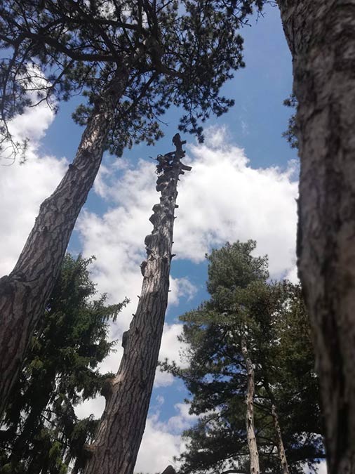 Alpintechnika magas fák kivágása